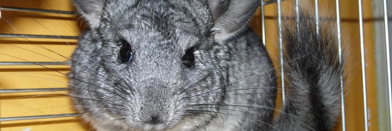 Assurance chinchilla