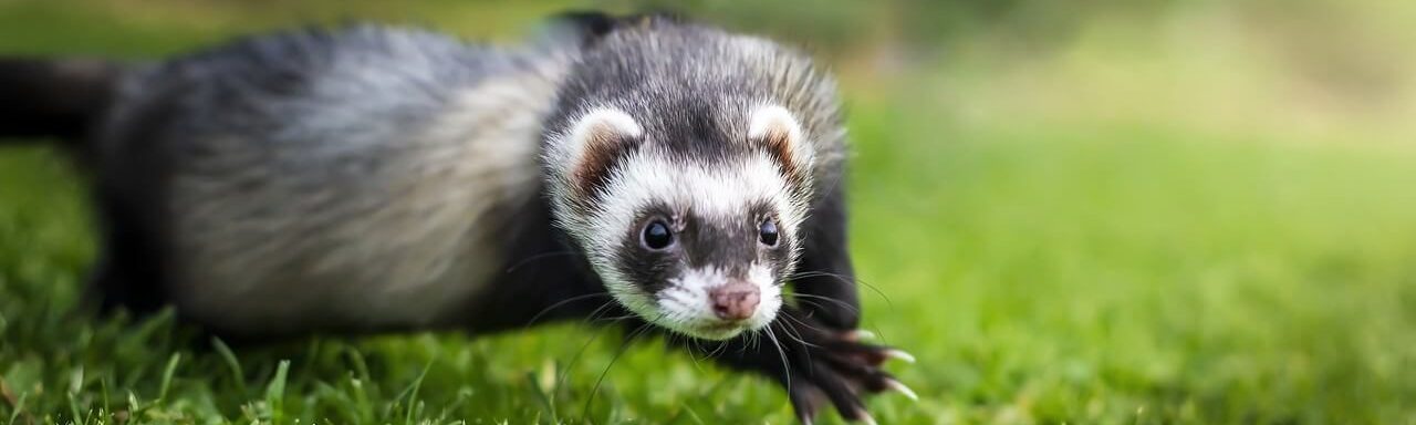 Assurance furet