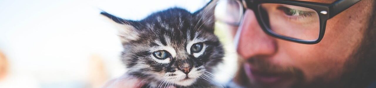 Carnet de sante chat