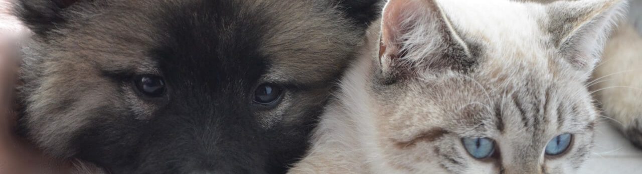 assurance animaux rentable