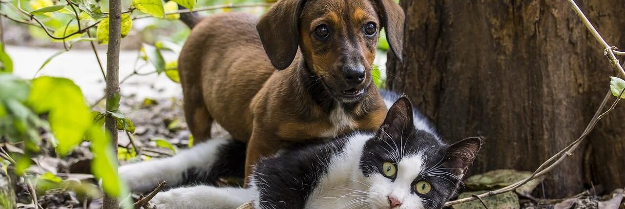 Les races de chiens de grande taille, fiche pédagogique gratuite à