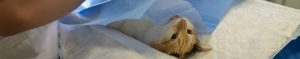 chat qui bave apres vaccin