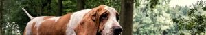 assurance chasse chien