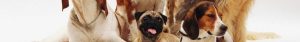 assurance chien prix