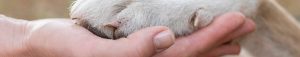 comparatif assurance chien