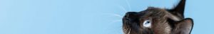 chat castration age