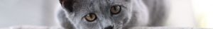 chat sterilise esperance vie