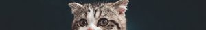 chat tarif pucage