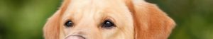 chien castration