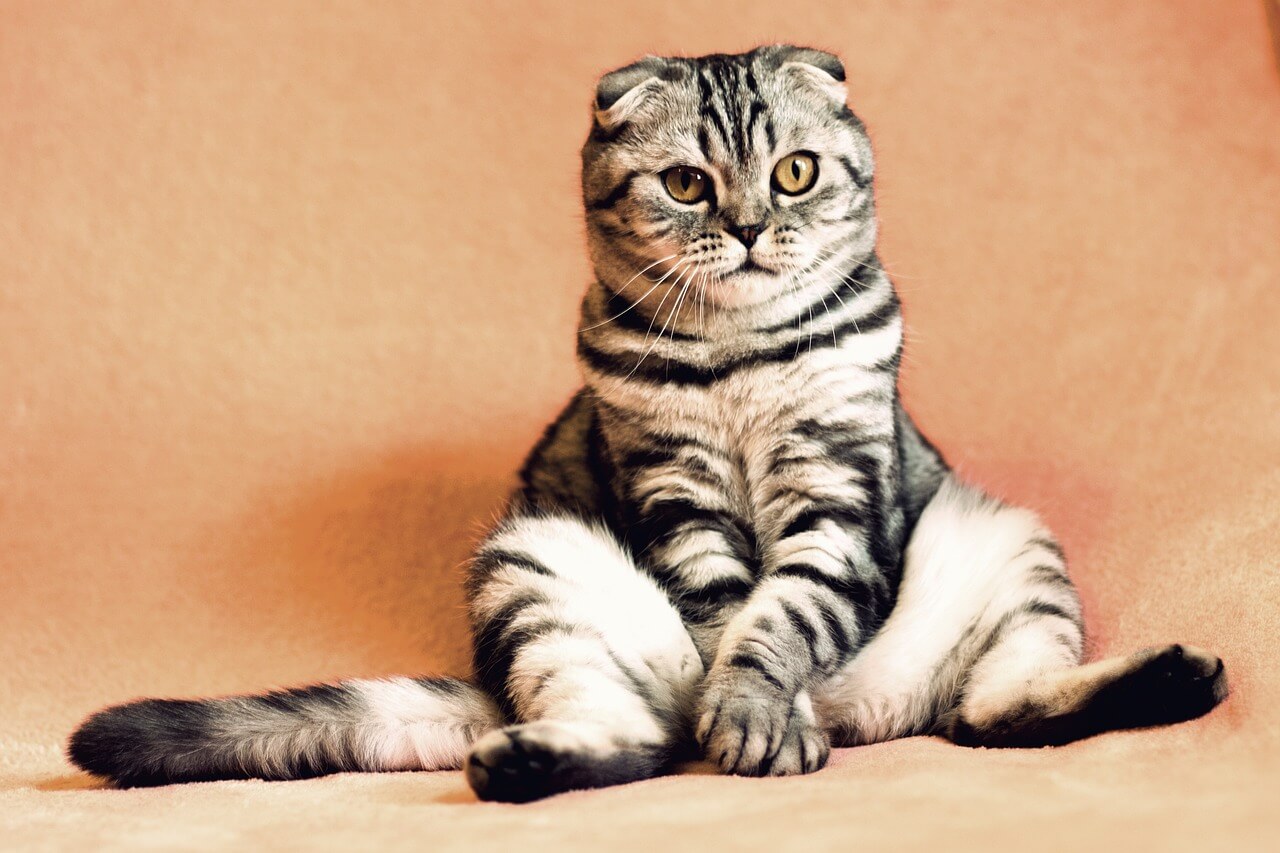 pucage chat