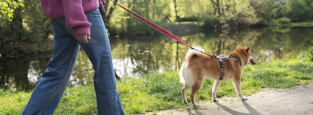 aides financieres garde animaux