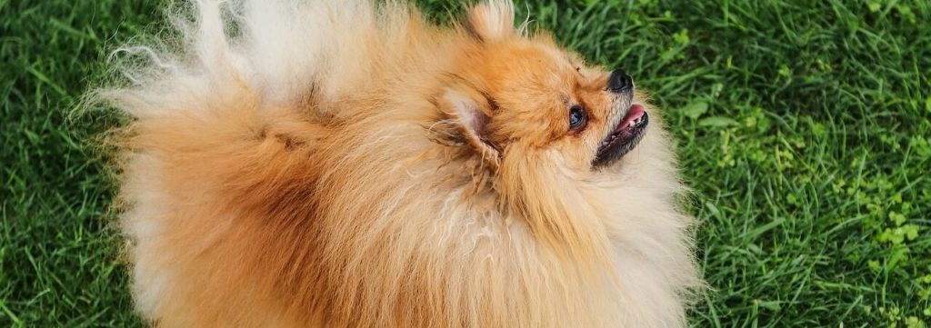 reglementation cession chien