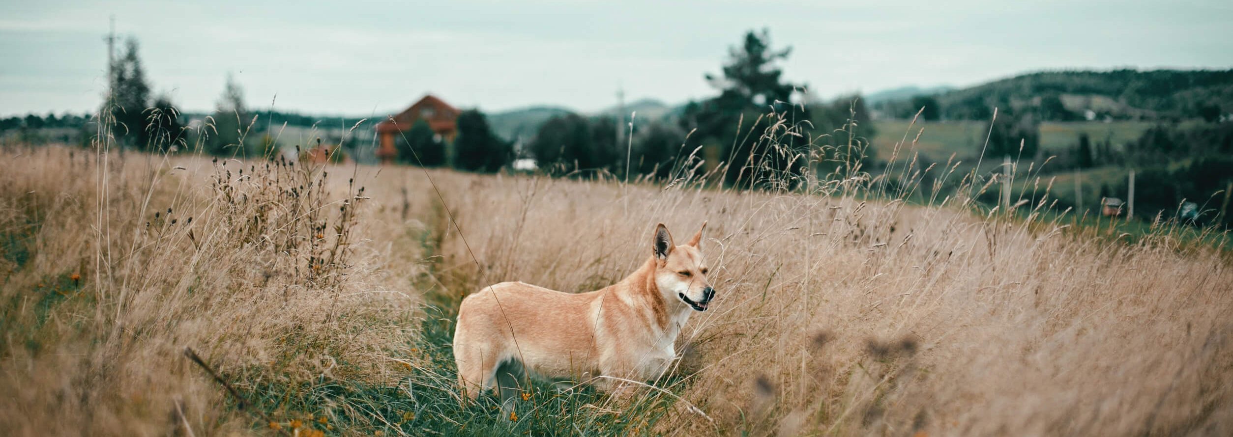 prix operation chien avec epillet
